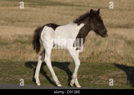 La colline de Dartmoor poulain Dartmoor National Park Devon, Angleterre Banque D'Images