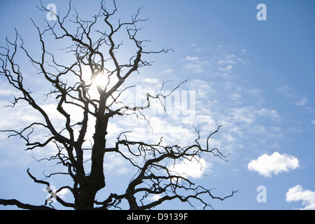 Arbre sans feuilles contre le ciel bleu, la Suède. Banque D'Images