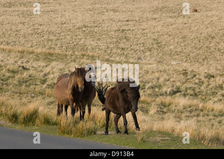 La colline de Dartmoor poneys Dartmoor National Park Devon, Angleterre Banque D'Images
