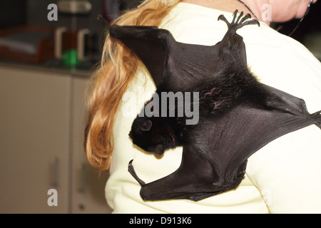 Ce secouru Bat est attaché à la volontaire humain Banque D'Images