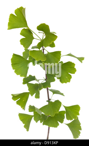 La direction générale des jeunes (Ginkgo biloba) sur fond blanc Banque D'Images