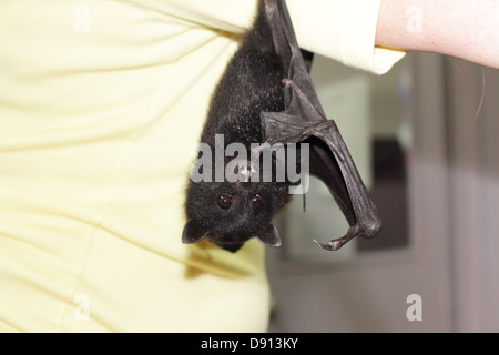 Hanging bat, géré par un bénévole au Refuge d'animaux Banque D'Images
