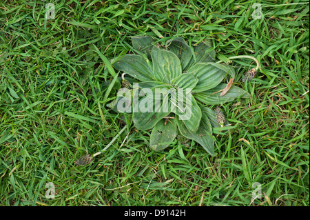 Hoary plantain, Plantago media, une mauvaise herbe dans l'herbe à gazon Banque D'Images