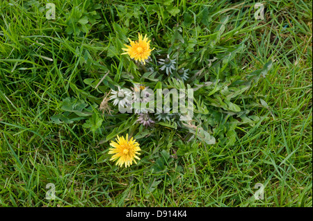 Un pissenlit, Taraxacum officinale, herbe de prairie en fleurs Banque D'Images