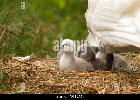 Cygnets explorer sur le nid Banque D'Images