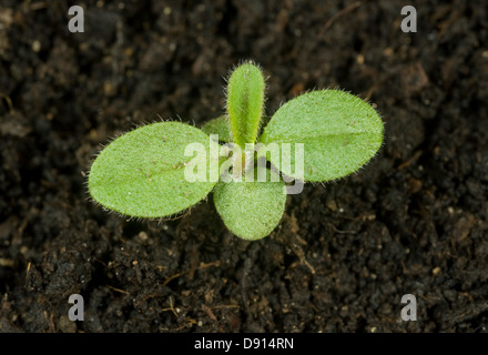 Un semis de forget-me-not, Myosotis, arvensis, un rapport annuel et arables mauvaises herbes du jardin Banque D'Images