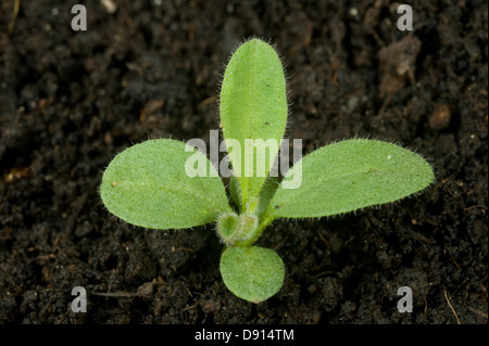 Un semis de forget-me-not, Myosotis, arvensis, un rapport annuel et arables mauvaises herbes du jardin Banque D'Images