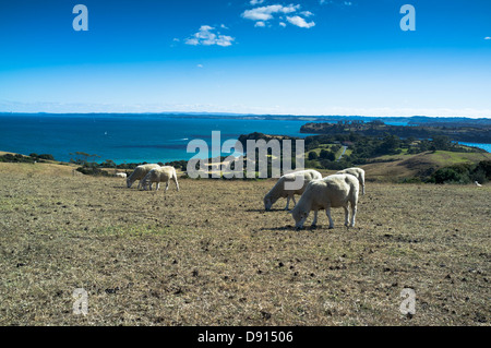 Dh Parc Régional de Shakespear WHANGAPARAOA Nouvelle-zélande troupeau de moutons paissant sur la péninsule de Whangaparaoa champ pâturage Banque D'Images