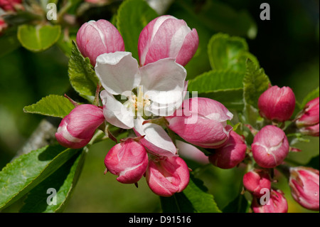Les jeunes feuilles, bourgeons et premières fleurs rose sur un pommier au printemps Banque D'Images