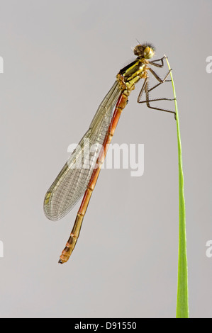 Une grande demoiselle rouge nouvellement émergés, Pyrrhosoma nymphula, sur une feuille d'iris Banque D'Images