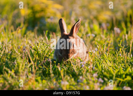 Lapin de garenne (Oryctolagus cuniculus) le pâturage dans le soleil du soir Banque D'Images