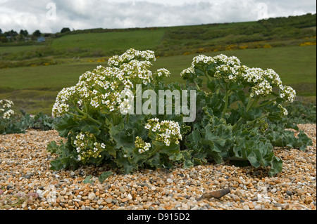 Kale Crambe maritima, la mer, la floraison sur bardeau à Chesil Beach dans le Dorset Banque D'Images