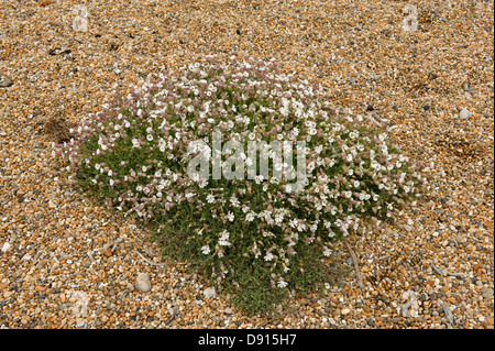 Un bouquet de fleurs, campion Silene maritima mer, à Shingle et plage de Chesil dans Dorset Banque D'Images