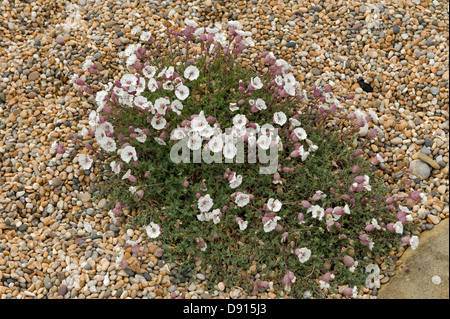Un bouquet de fleurs, campion Silene maritima mer, à Shingle et plage de Chesil dans Dorset Banque D'Images