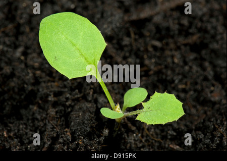 Le laiteron lisse, Sonchus oleraceus, terres arables des mauvaises herbes du jardin avec les cotylédons et les premières vraies feuilles Banque D'Images