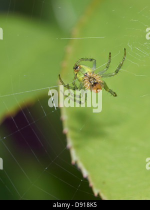 Moindre Jardin araignée à son site web Banque D'Images