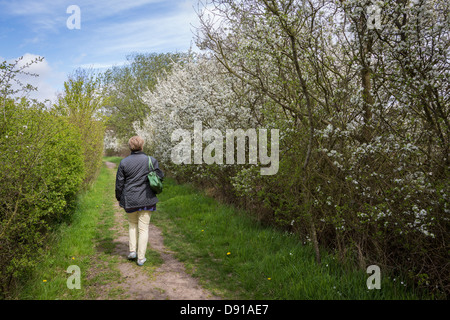 Femme marche sur une voie à côté de Dunwich Heath une haie d'aubépine, Crataegus monogyna, Suffolk, UK Banque D'Images