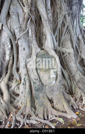 Sale apartment d'une tête de Bouddha empêtré dans les racines dans le Wat Mahathat, Ayutthaya, Thaïlande. Banque D'Images