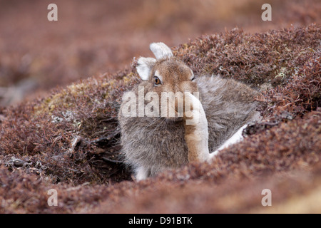 Lièvre variable (Lepus timidus) rayer, Highlands, Scotland, UK Banque D'Images