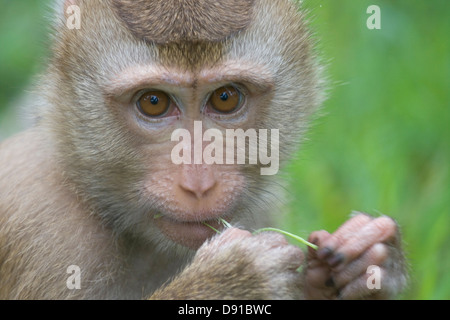 Singe Macaque (thaï) à mâcher sur l'herbe, Koh Samui, Thaïlande Banque D'Images