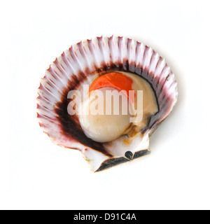 Scallop over white background Banque D'Images