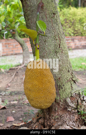 Jaque Jaque arbre fruit vert doux sucré des fruits. Banque D'Images