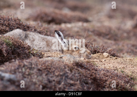 Lièvre variable (Lepus timidus) reposant, Highlands, Scotland, UK Banque D'Images