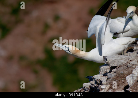 Fou de Bassan (Morus bassanus) prend son essor, Troup Head, Aberdeenshire, Scotland, UK Banque D'Images