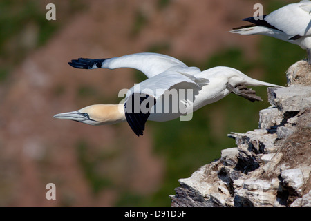 Fou de Bassan (Morus bassanus) prend son essor, Troup Head, Aberdeenshire, Scotland, UK Banque D'Images