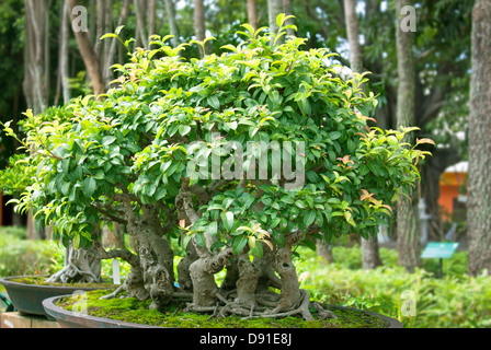 Bonsai arbres, d'arbustes, de verdure en pots. Banque D'Images