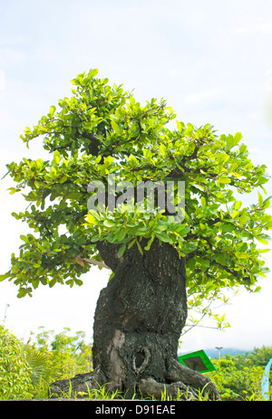 Bonsai arbres, d'arbustes, de verdure en pots. Banque D'Images