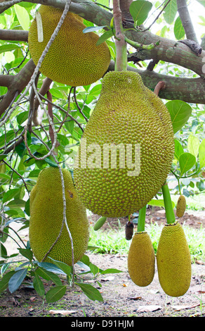 Jaque Jaque arbre fruit vert doux sucré des fruits. Banque D'Images