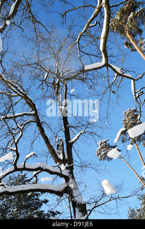 Des chutes de neige à partir de branches d'arbres Banque D'Images