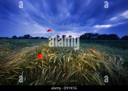 Coquelicots Banque D'Images