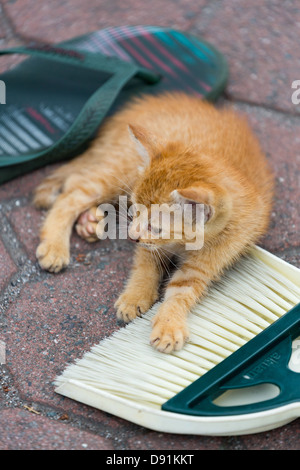 Chat dans les rues de Manille, Philippines Banque D'Images