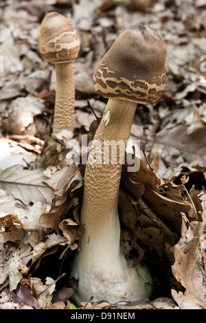Les jeunes Parasol de champignons dans la forêt d'automne Banque D'Images