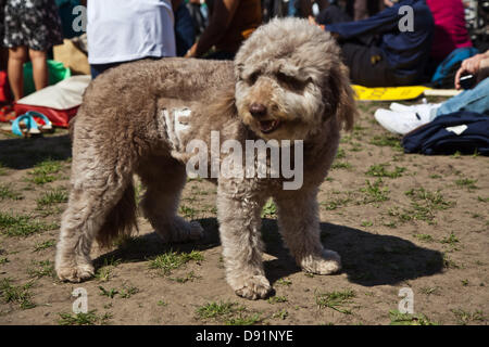 Londres, Royaume-Uni. Samedi 8 Juin 2013 Un chien à la "Grande" si événement sa fourrure rasée à dire si. Credit : Nelson Pereira/Alamy Live News Banque D'Images