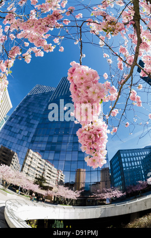 Sakura en fleurs sur fond de gratte-ciel du quartier de La Défense Banque D'Images