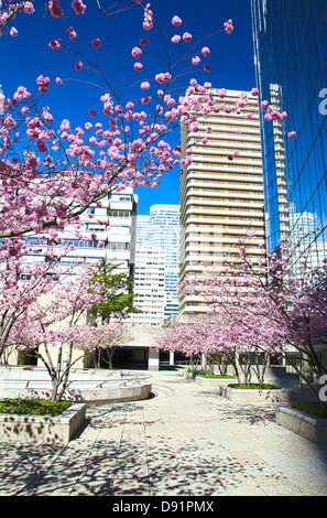 Sakura en fleurs sur fond de gratte-ciel du quartier de La Défense Banque D'Images