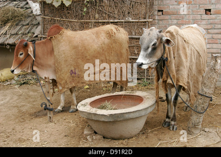 Les vaches couvertes d'enveloppements, Bangladesh Banque D'Images