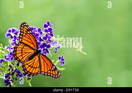 Papillon vice-roi (Limenitis archippe) sur les fleurs bleues Banque D'Images