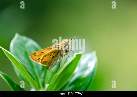 Skipper butterfly perché au sommet d'une feuille dans le jardin Banque D'Images