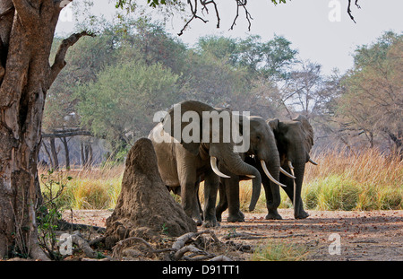 Les éléphants, les éléphants du désert dans un lit de rivière à sec dans le Damaraland, Namibie. Banque D'Images