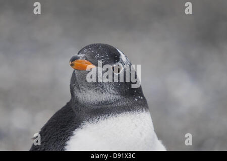 9 mars, 2010 - Buenos Aires, Buenos Aires, Argentine - Gentoo pingouin (Pygoscelis papua) sur la plage de l'Île Martillo, près de Ushuaia. L'île était autrefois utilisé par la famille des ponts pour les ovins et les bovins. Lorsqu'ils ont cessé d'utiliser l'île, les pingouins sont retournés, l'établissement de la seule colonie peut être atteint d'Ushuaia, la ville la plus au sud de l'Argentine. (Crédit Image : © Patricio Murphy/ZUMAPRESS.com) Banque D'Images