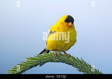 Chardonneret jaune (Carduelis tristis) perché sur une branche du sapin Banque D'Images