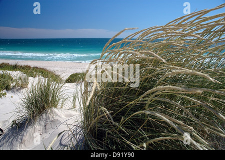L'herbe pousse sur les dunes derrière la plage, plage de la ville, Perth, Australie occidentale Banque D'Images