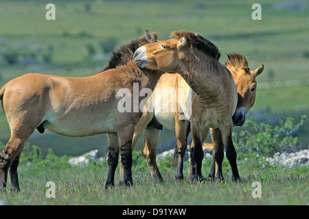 Deux jeunes étalons de troupeaux d'élevage de chevaux de Przewalski Banque D'Images