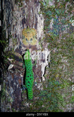 Day gecko (Phelsuma sp.) harcèlement bien-lanterne camouflé bug sur tronc d'arbre dans la forêt tropicale du Parc National de Masoala, à Madagascar Banque D'Images