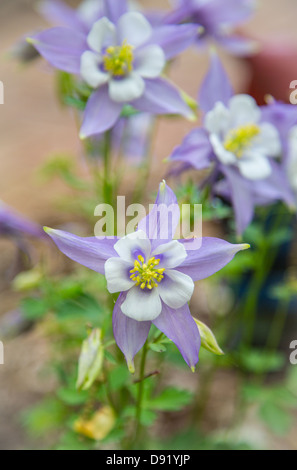 Ancolies frais en fleurs au printemps. Fleur de l'état du Colorado. Banque D'Images