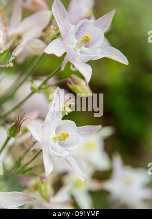 Ancolies frais en fleurs au printemps. Fleur de l'état du Colorado. Banque D'Images